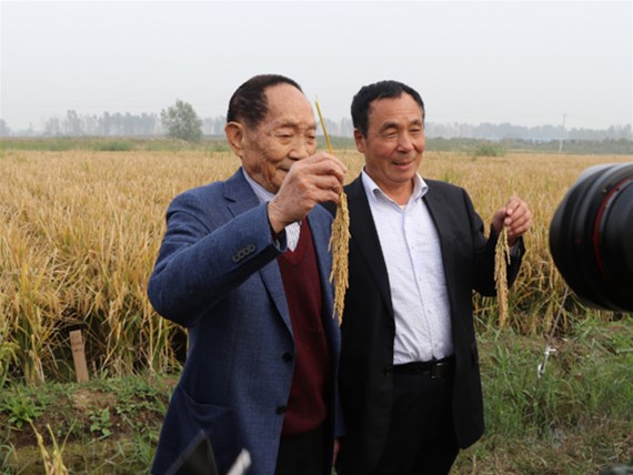 河北硅谷肥業(yè)有機(jī)硅水溶緩釋肥助力“超級(jí)稻”再創(chuàng)世界紀(jì)錄！